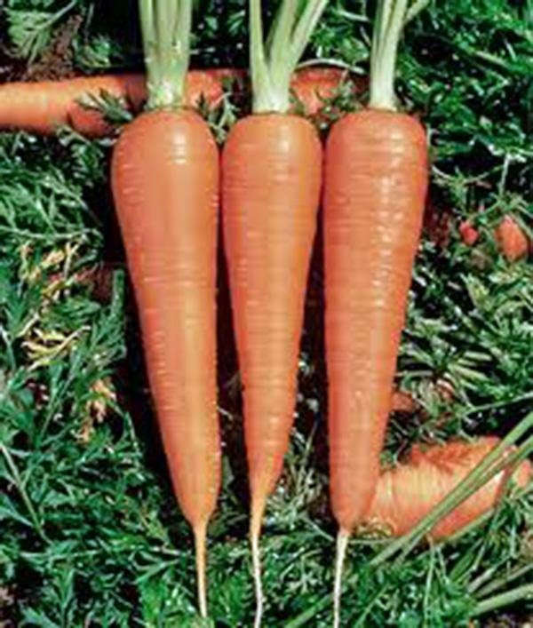 Carrot, Danvers 126, Heirloom, Organic, Non Gmo Seeds, A Delicious And Healthy Vegetable