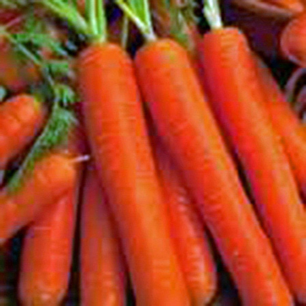 Carrot, Scarlet Nantes, Heirloom, Organic NON GMO Seeds, Tasty Carrot for Snacks