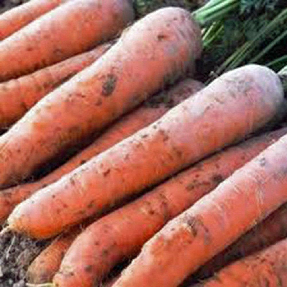 Carrot, Scarlet Nantes, Heirloom, Organic NON GMO Seeds, Tasty Carrot for Snacks
