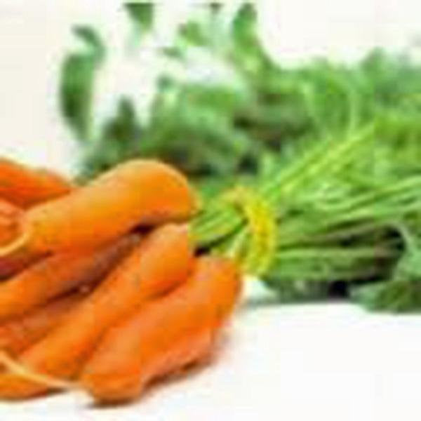 Carrots, Little Finger, Heirloom, Organic Non Gmo Seeds, Delicious Carrot