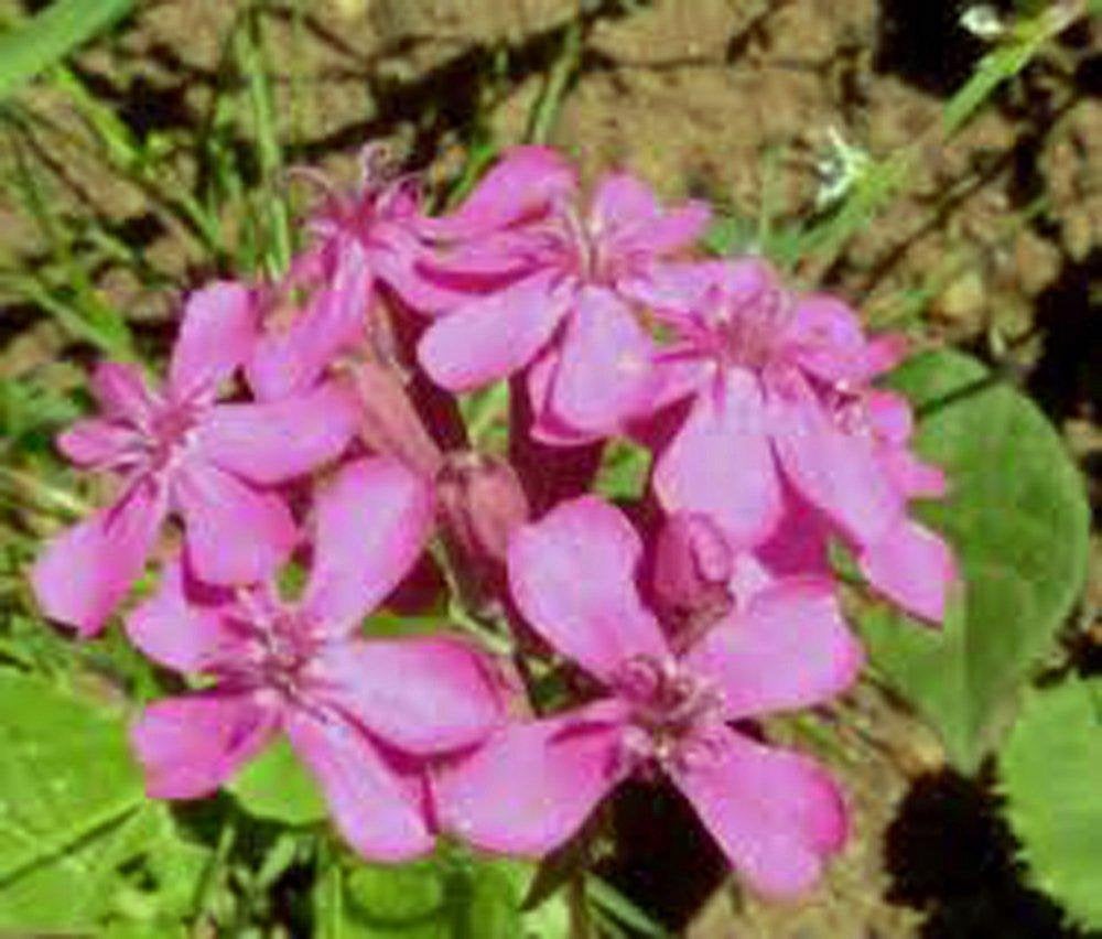 Catchfly Flower Seeds,   Beautiful, Crimson-rose/Pink  Blooms .