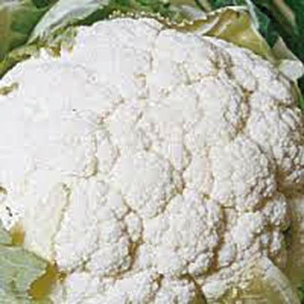 Cauliflower, Snowball Y, Heirloom, Organic Non Gmo Seeds, Large,delicious And Healthy