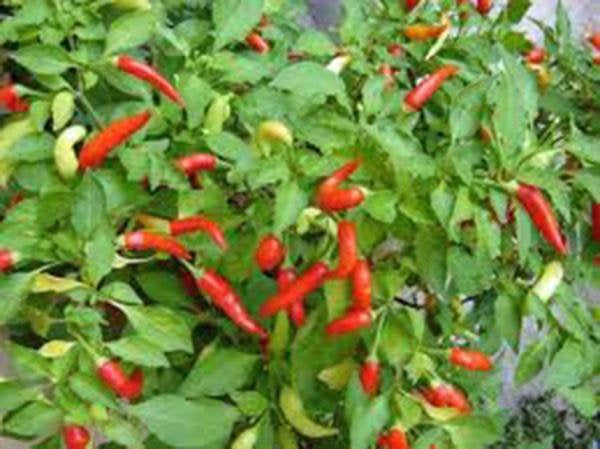 Cayenne Pepper, Dried N Ground, Organic, Delicious Fresh Spicy Dried Herb