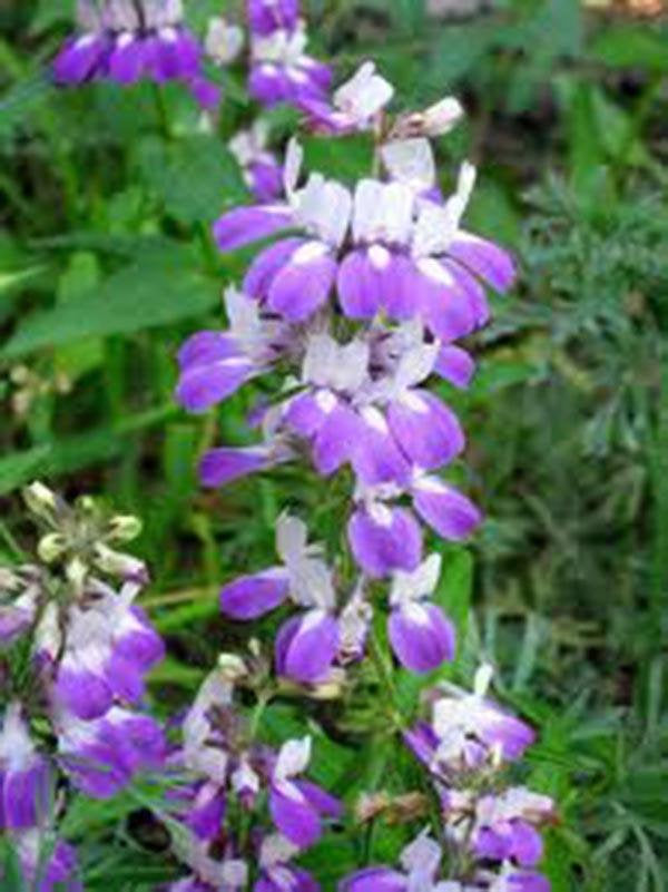 unique flower seeds Chinese Houses, Unique Delicate Flowers, Seeds Organic, Beautiful Bloo