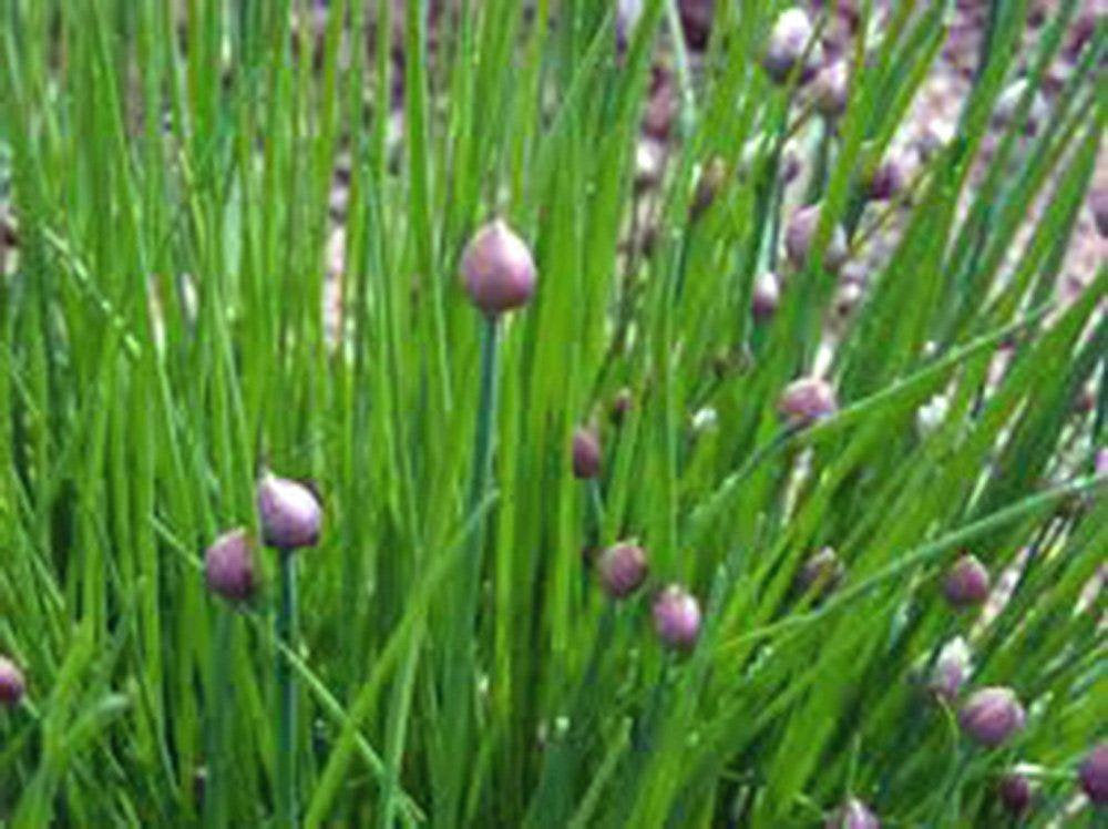 Chive Seeds, Herb, Heirloom, Organic, NON GMO Seeds, Great Fresh or Dried Herb