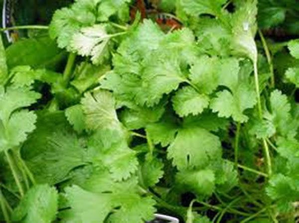 Cilantro, Slow Bolt, Heirloom, Organic , Non Gmo Seeds, Great Fresh Or Dried Herb