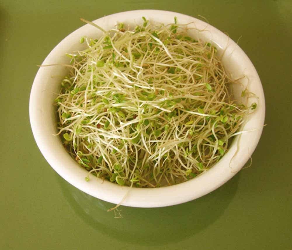 Clover, Red Sprouting Clover, seeds per pack, Organic, NON GMO, Clover sprouts are the new alfalfa - the basic leafy sprout.