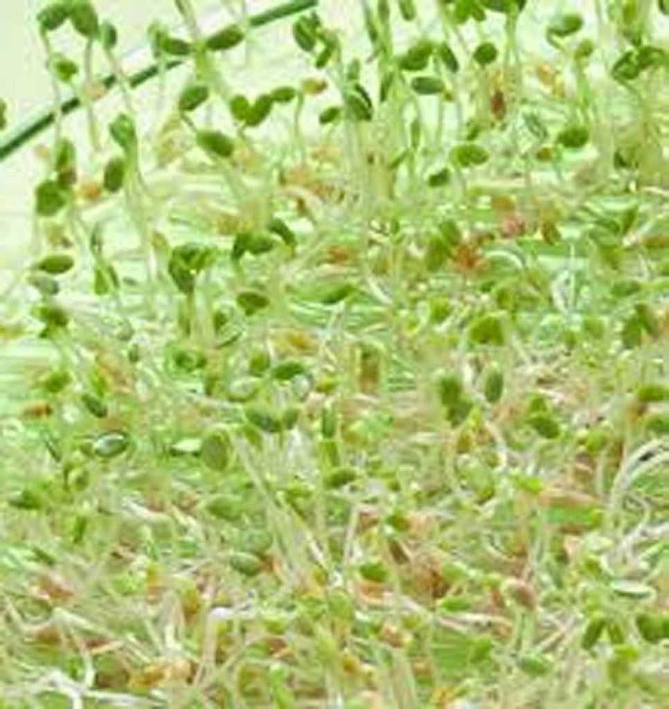 Clover, Red Sprouting Clover, seeds per pack, Organic, NON GMO, Clover sprouts are the new alfalfa - the basic leafy sprout.