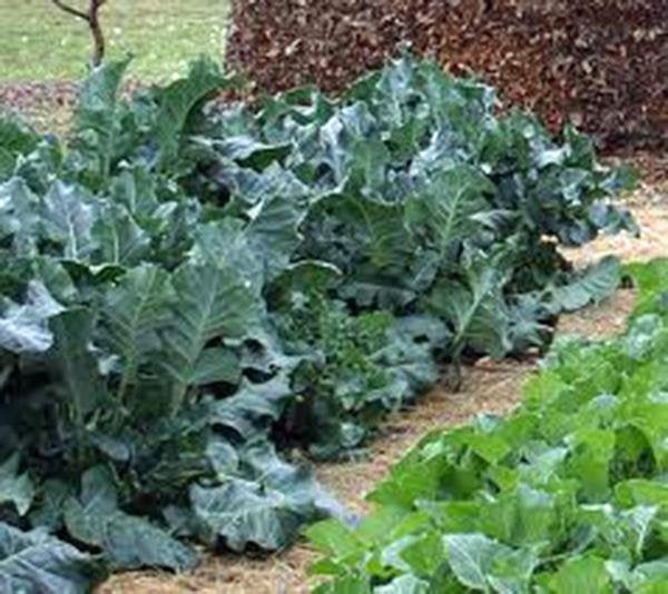 Collard Greens, Vates, Heirloom, Organic Non Gmo Seeds, Great For Salads, Cooking