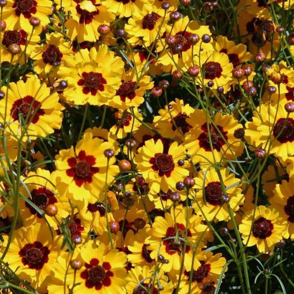 Coreopsis Plains Tall, Organic, Flower Seeds, Bright Yellow with Red Centers.
