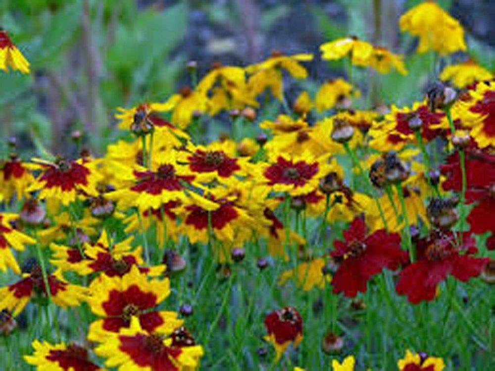 Coreopsis Plains Tall, Organic, Flower Seeds, Bright Yellow with Red Centers.