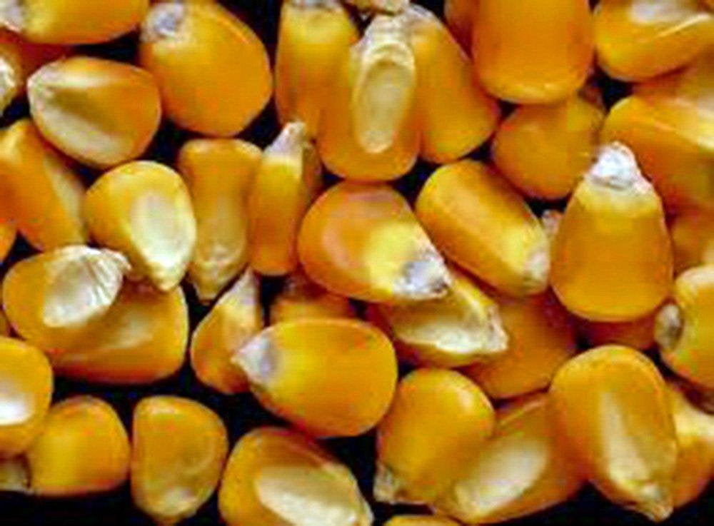 Corn Seed Garden Collection, Non GMO, Heirloom, Organic Seeds, 6 Top Varieties