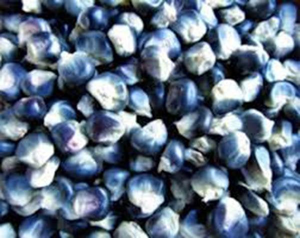 Corn, Blue Hopi,  Heirloom, Organic, Non- Gmo Seeds, Great For Making Blue Corn Flour