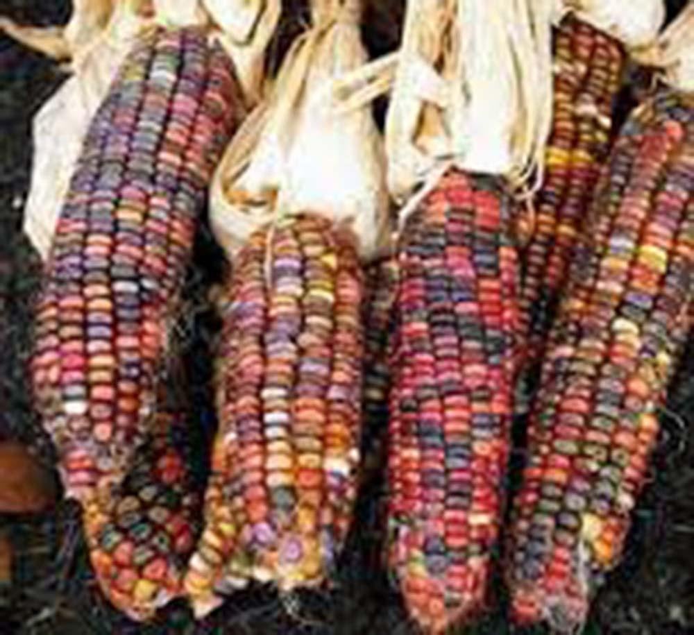 Corn, Rainbow,ornamental, Indian, Heirloom, Organic Non Gmo Seeds, Multicolor Corn