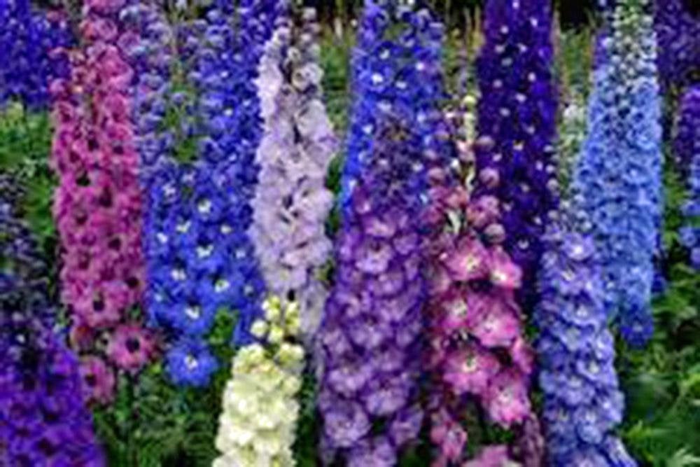 Delphinium Seed, Seeds, Giant Imperial Mix, Organic, Striking Mixed Colors