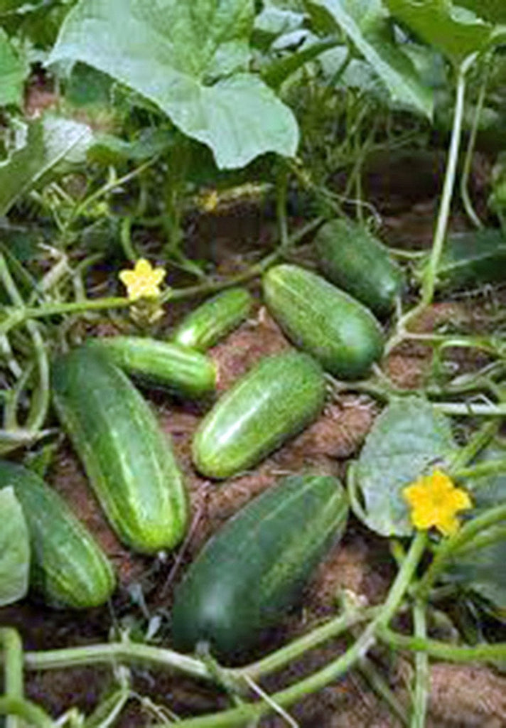 Cucumber, Marketer, Heirloom, Organic , Non-gmo Seeds, Tasty, Great For Salads/snacks