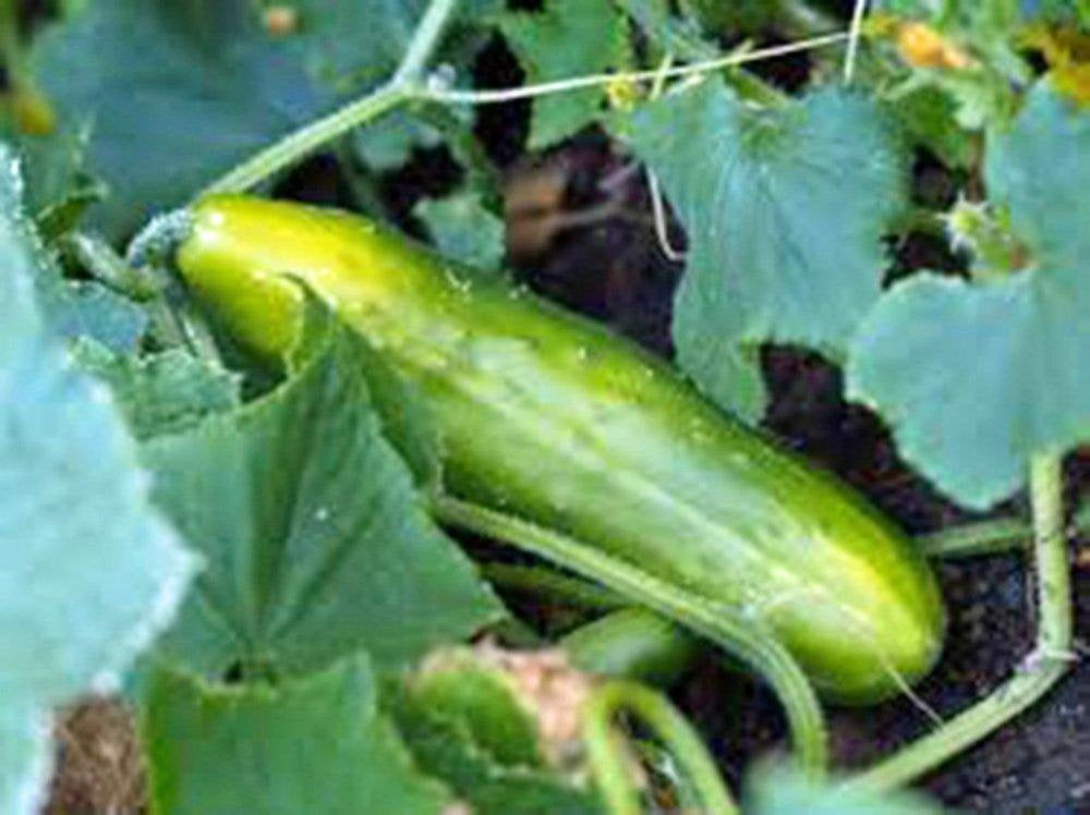 Cucumber, Marketer, Heirloom, Organic , Non-gmo Seeds, Tasty, Great For Salads/snacks