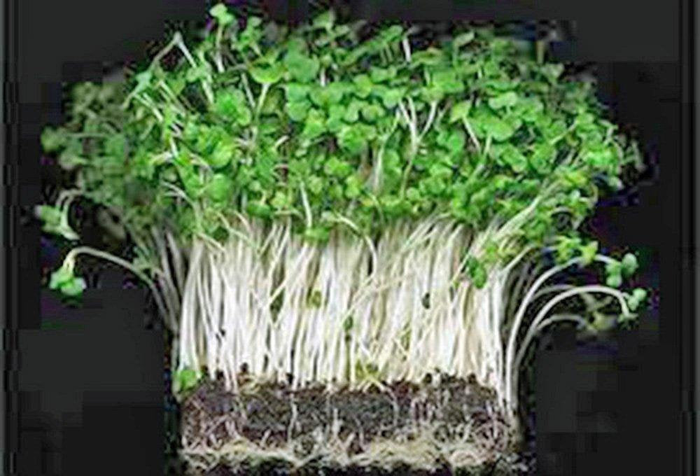 Curled Cress Seed, Sprouts, Heirloom, Organic NON-GMO, Seeds, Broadleaf, Micro Greens