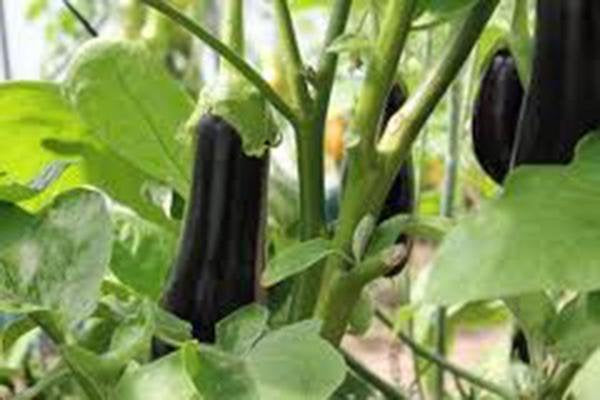 Eggplant, Black Beauty , Heirloom, Organic, Non-gmo Seeds, Delicious Large Tasty Fruit