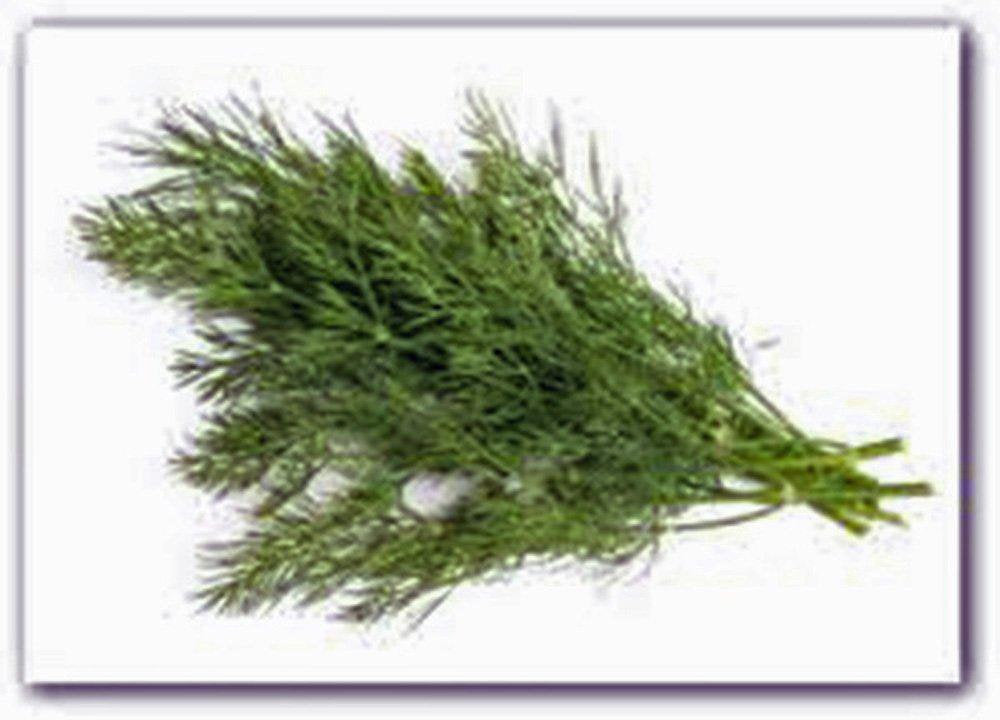 Dill Seed, Bouquet, Heirloom, Organic, NON-GMO Seeds,  Herb Fresh or Dried