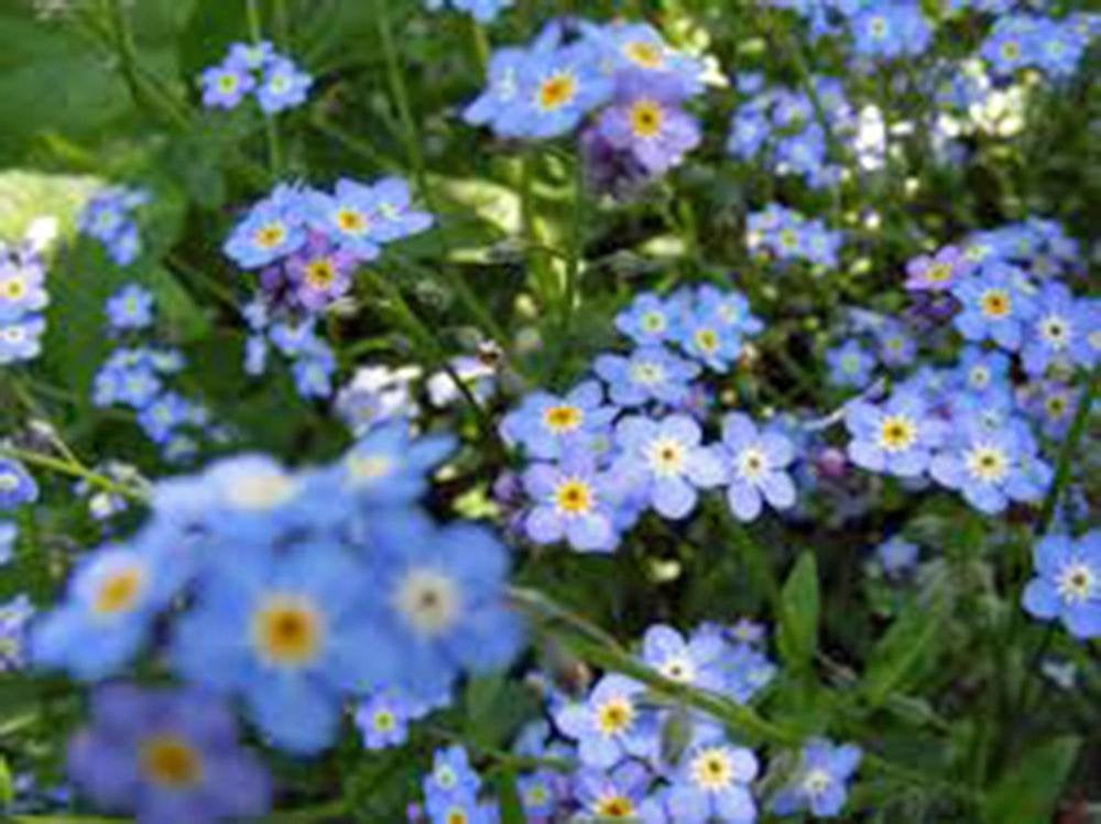 Forget Me Not Seeds Organic Newly Harvested, Beautiful Abundant Blooms .