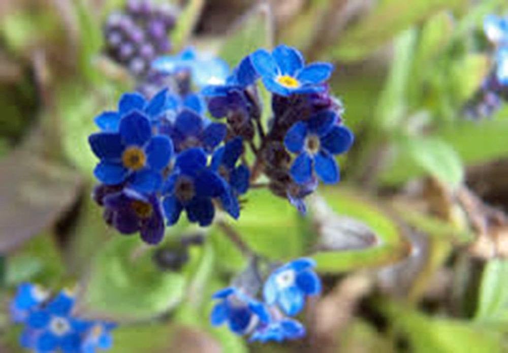 Forget Me Not Seeds Organic Newly Harvested, Beautiful Abundant Blooms .