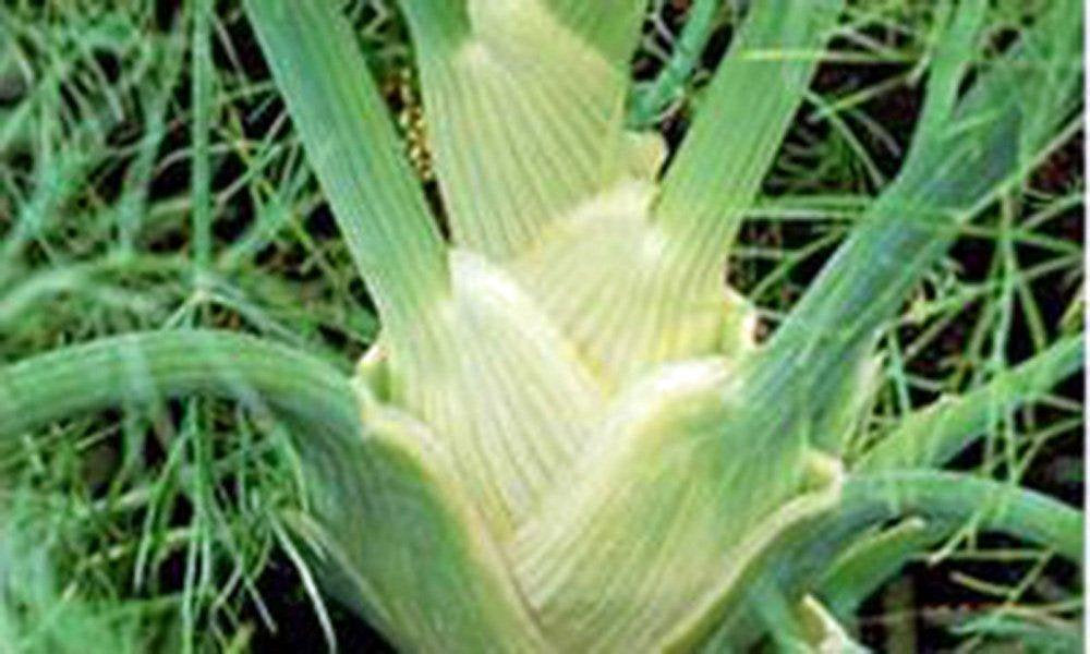 Fennel Seed, Florence Fennel, Heirloom, Organic, NON-GMO SEEDS
