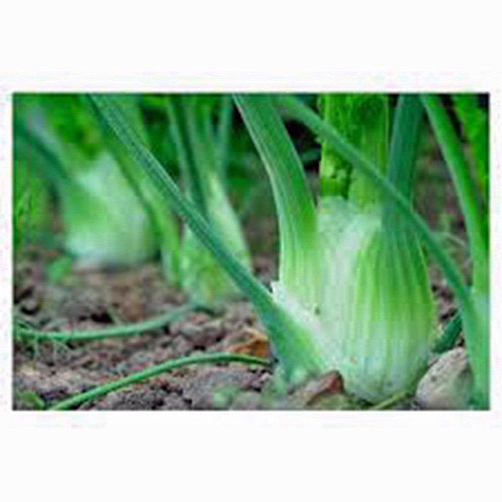 Fennel Seed, Florence Fennel, Heirloom, Organic, NON-GMO SEEDS