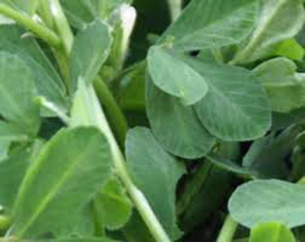 Fenugreek, Herb Seed, Heirloom, Organic Non-gmo Seeds, Healthy And Tasty Herb