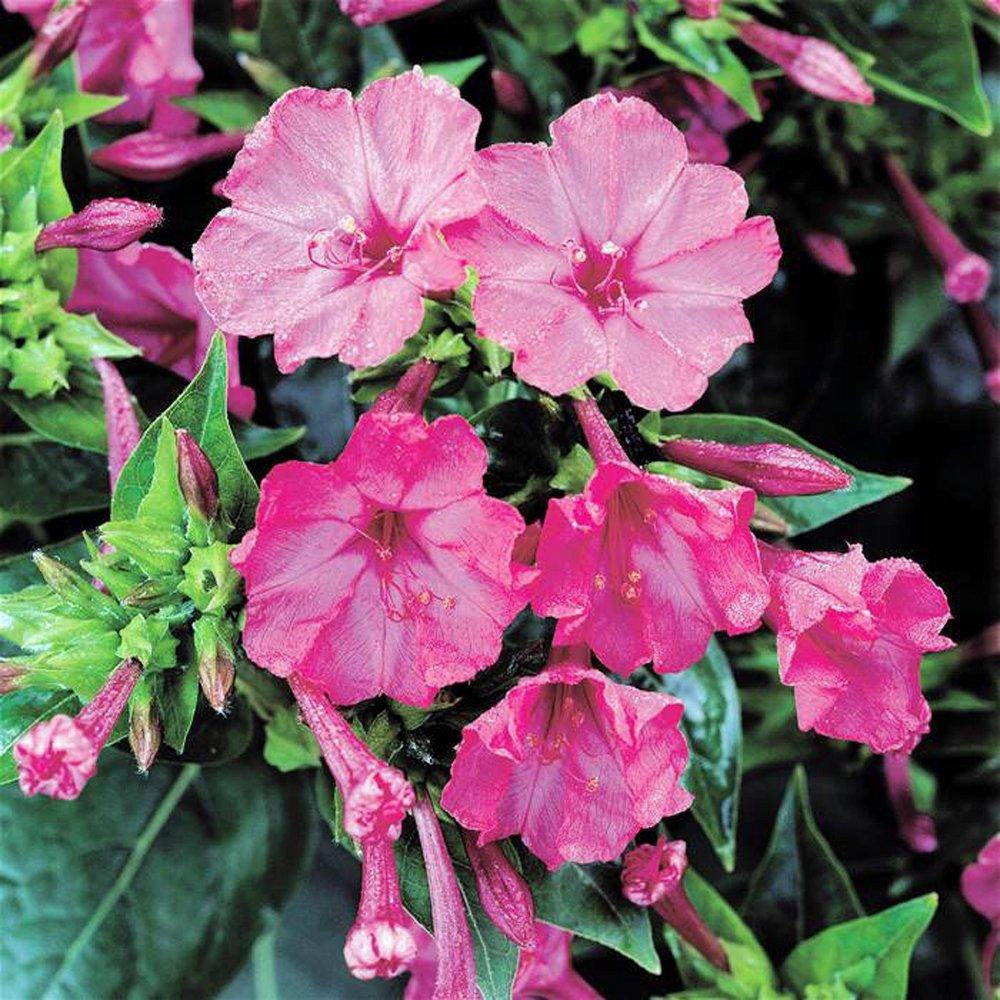 Four O&#39;clock Pink Seeds, Flower Seeds,  Organic, Beautiful Vivid Pink Colored Bloom