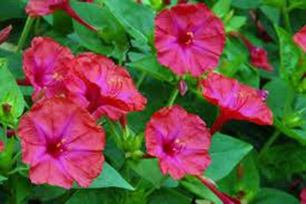 Four O&#39;clock Bright Red/Magenta  Seeds Organic, Beautiful Vivid Redish Colored Bloom