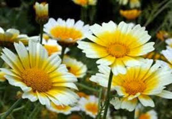 Garland Daisy 100+ Seeds Organic Newly Harvested, Beautiful Blooming Flower