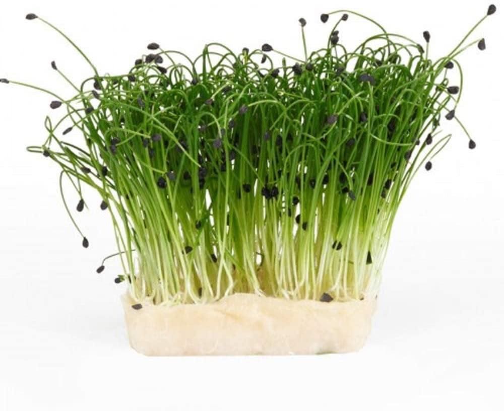 Garlic Chives Sprouting Seeds- Organic, Non-GMO Sprouting Seeds - Microgreens, Garden Planting, or planters Country Creek LLC. Brand.