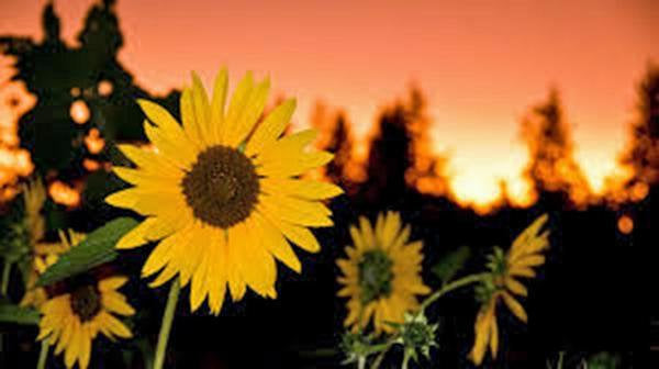 Golden Sunflower Seeds Organic Heirloom, The Classic Sunflower