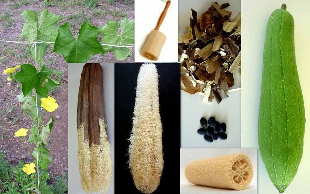 Gourd Luffa Seeds, Luffa Gourd Sponge Seeds, Organic , NON GMO, Grow your own Luffa Gourds and discover even more uses for this fascinating,