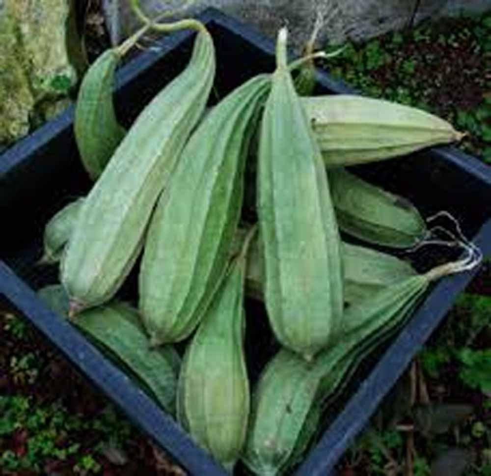 Gourd Luffa Seeds, Luffa Gourd Sponge Seeds, Organic , NON GMO, Grow your own Luffa Gourds and discover even more uses for this fascinating,