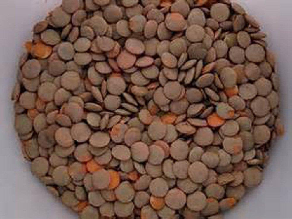 Lentil Seed Red Lentil Seeds, Microgreen, Sprouting, Organic Seed, NON GMO - Country Creek LLC Brand - High Sprout Germination- Edible Seeds