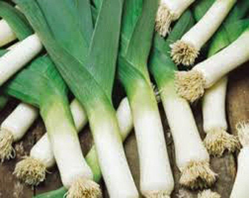 Leek, American Flag Leek Seeds, Organic , Non Gmo Seeds Per Package, Great For Salads Or As A Garnish