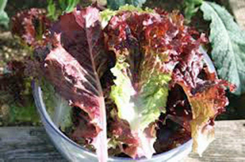 Lettuce Seed, Leaf Lettuce, Prizehead, Heirloom, NON-GMO Seeds