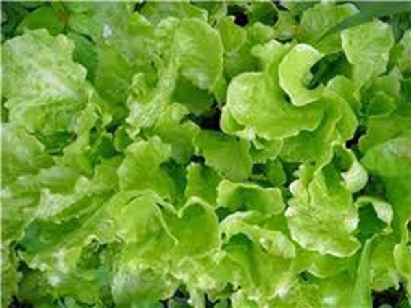 Lettuce, Leaf, Simpson Black Seed, Heirloom, Organic Non-gmo  Seeds, Delicious Crisp Greens