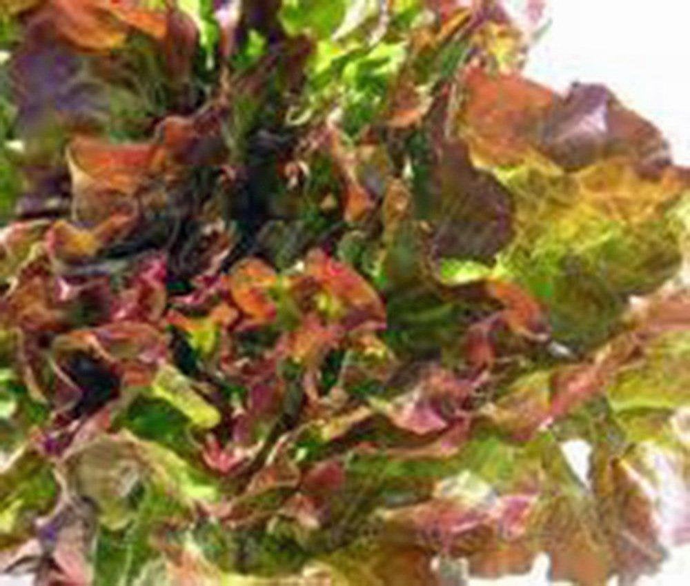 Lettuce Seed, Leaf Lettuce, Prizehead, Heirloom, NON-GMO Seeds