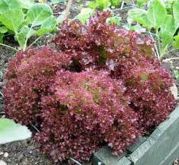 Lettuce, Red Leaf, Lolla Rosa, Heirloom, Organic  Seeds, Crisp, Dark Leaves