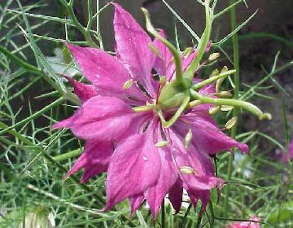 Love In A Mist, Seeds , Beautiful Red Flower.