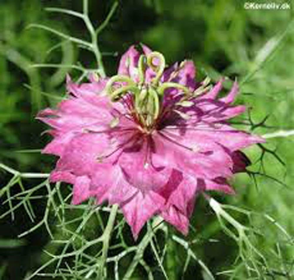 Love In A Mist, Seeds , Beautiful Red Flower.