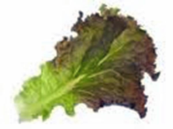 Lettuce, Red Romaine,, Heirloom, Organic Non-gmo Seeds, Crisp, Dark Leaves