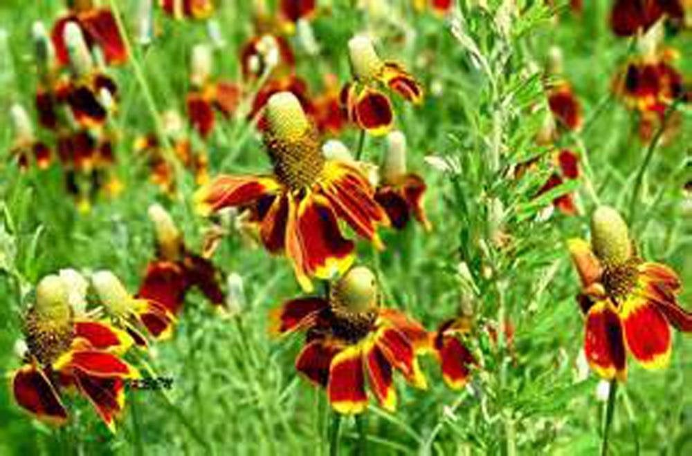 Mexican Hat Yellow Seeds, Flower Seeds,