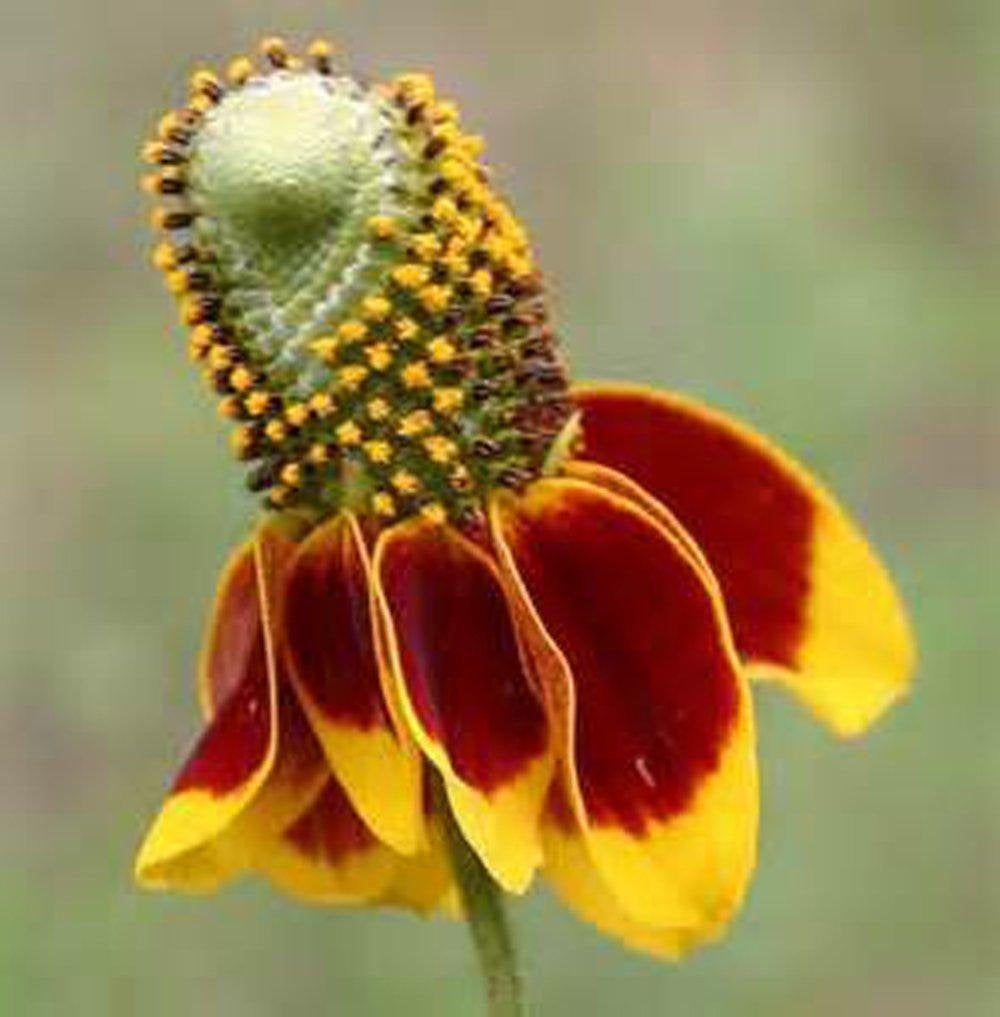 Mexican Hat, YELLOW Mexican Hat Flower Seed, Organic, seeds per package.