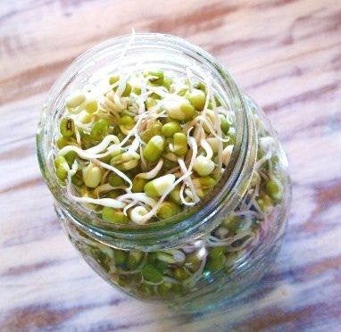 Mung Bean, Microgreen, Sprouting, Organic Seed, NON GMO - Country Creek LLC Brand - High Sprout Germination- Edible Seeds, Gardening, Hydrop