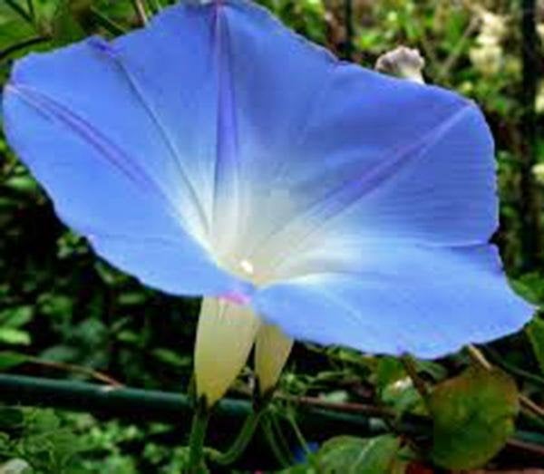 Morning Glory, Heavenly Blue, Seeds Organic, Beautiful Blue Season Long Blooms