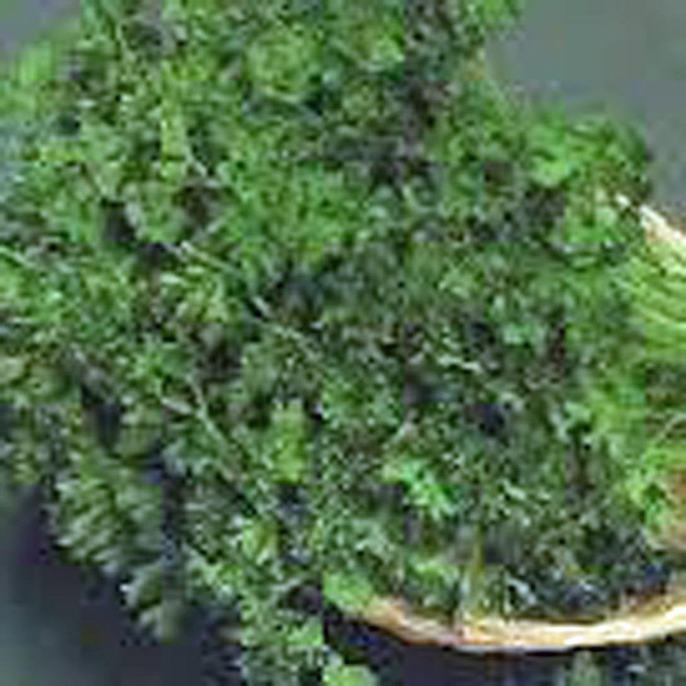 Parsley Seed,dark Forrest Green Italian , Heirloom, Organic, Non Gmo, Seeds,
